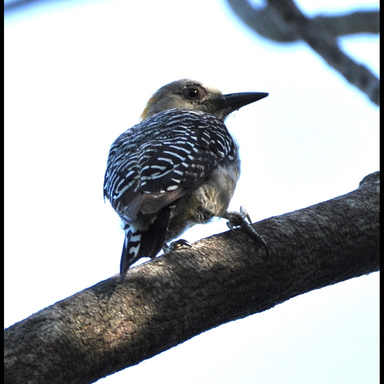 DSC_0291b.jpg