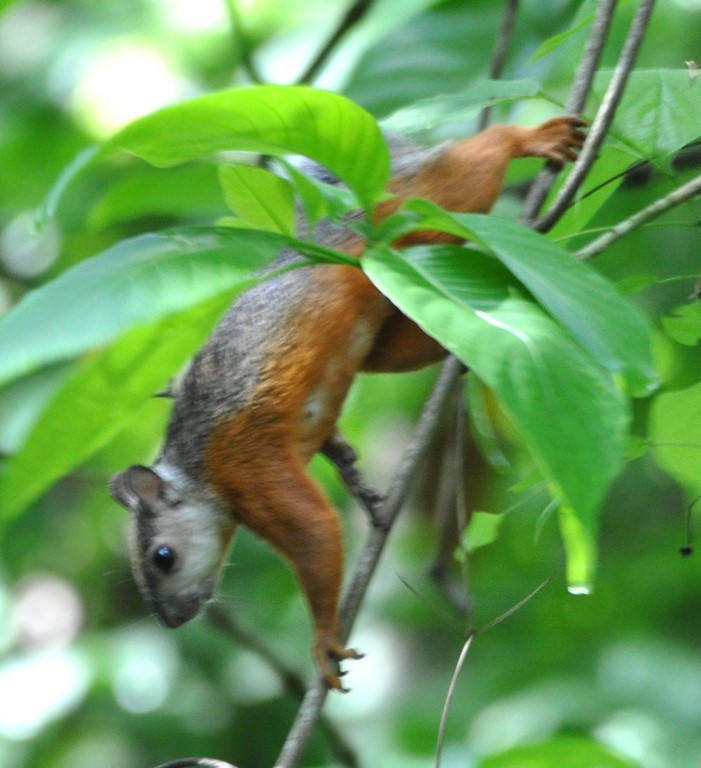 DSC_0558b.jpg