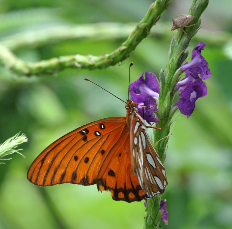 DSC_0745b.jpg