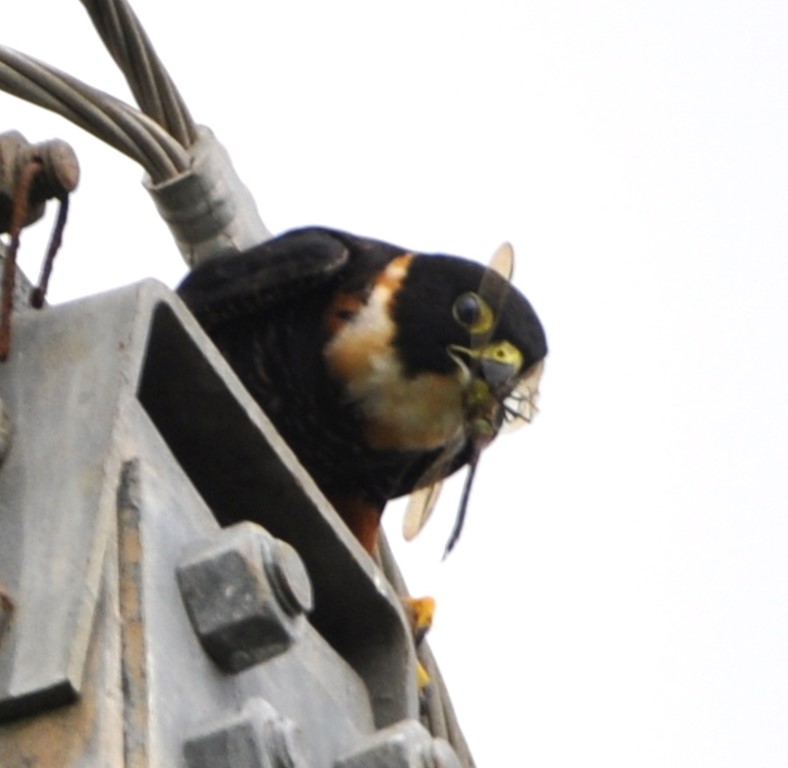 DSC_0018b.jpg