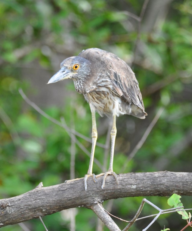 DSC_0520b.jpg