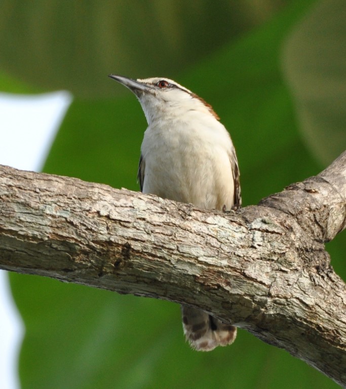 DSC_0125b.jpg
