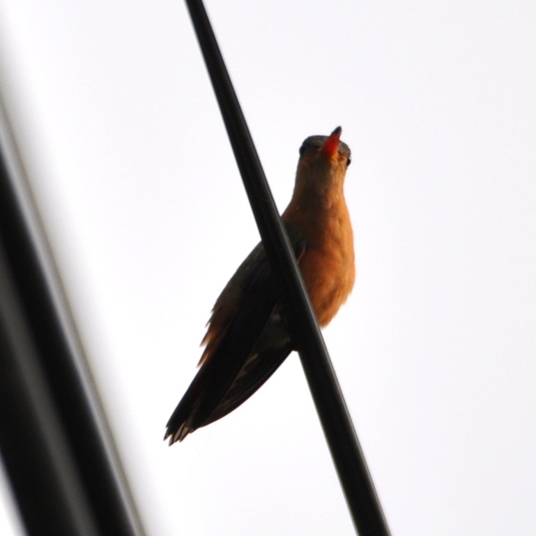DSC_0247b.jpg