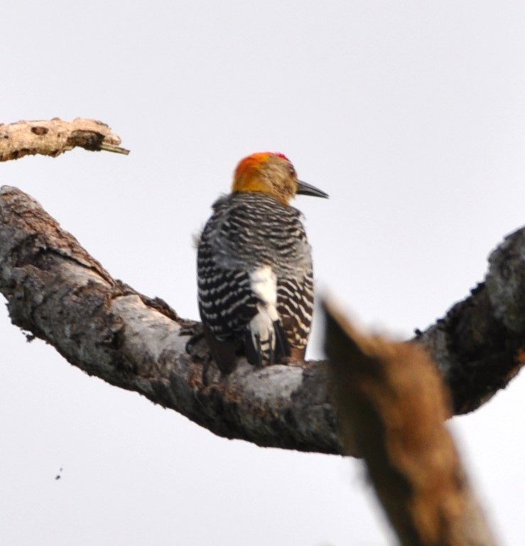 DSC_0250b.jpg