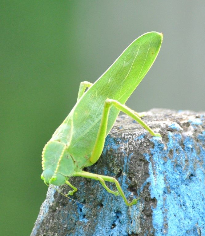 DSC_0358b.jpg