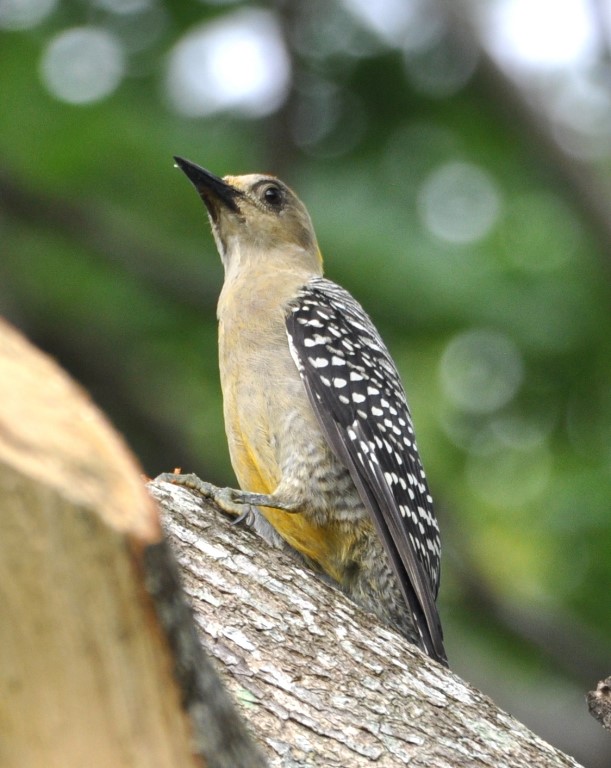 DSC_0364b.jpg