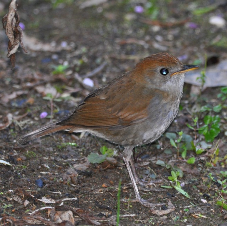 DSC_0005b.jpg