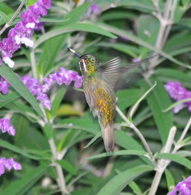 DSC_0009b.jpg