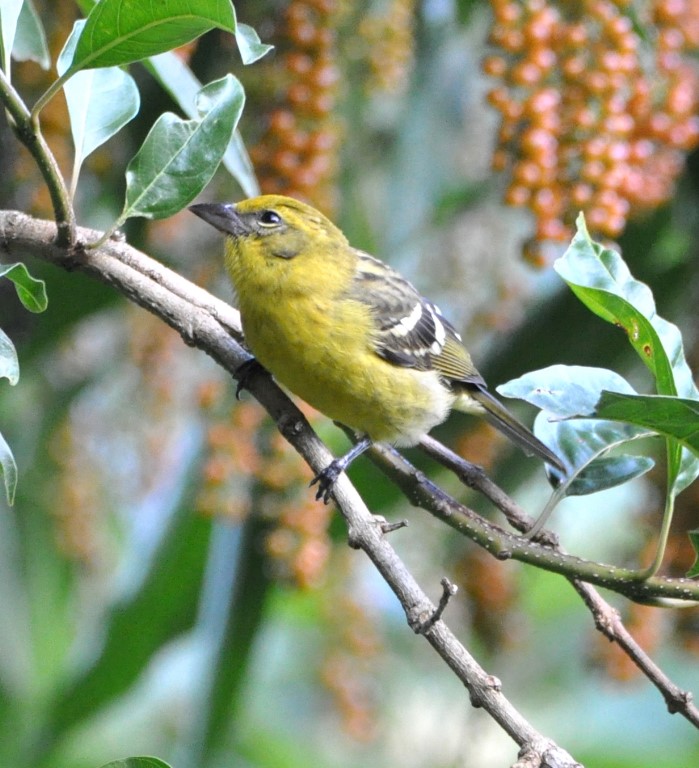 DSC_0045b.jpg