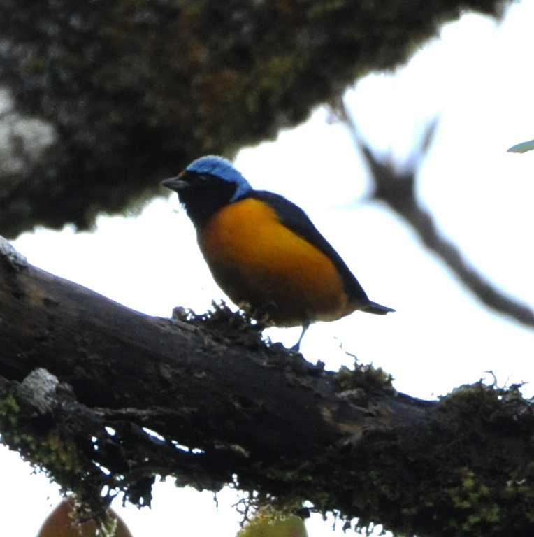 DSC_0079b.jpg