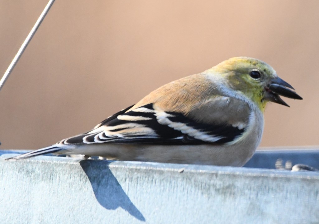 DSC_6200b.jpg