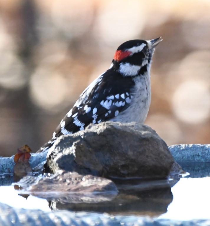 DSC_6205b.jpg