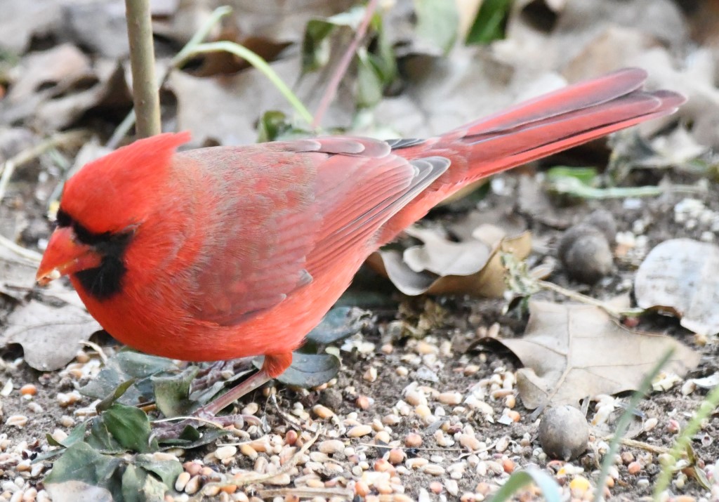 DSC_6244b.jpg