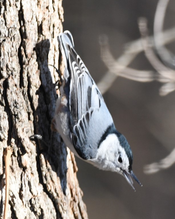 DSC_6289b.jpg