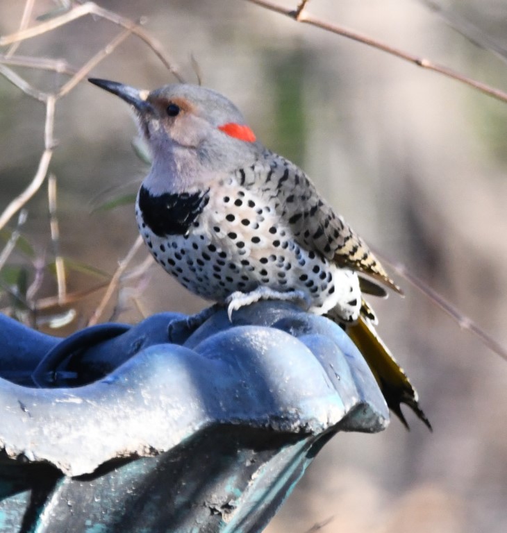 DSC_6294b.jpg
