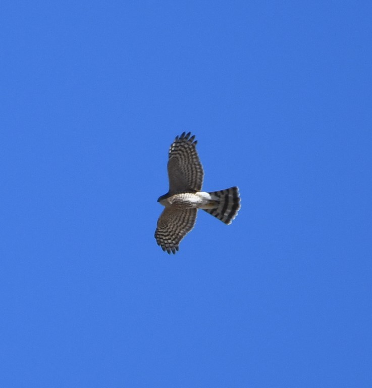 DSC_0563b.jpg