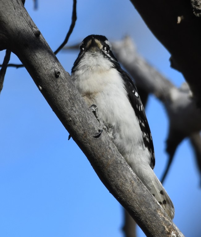 DSC_0597b.jpg