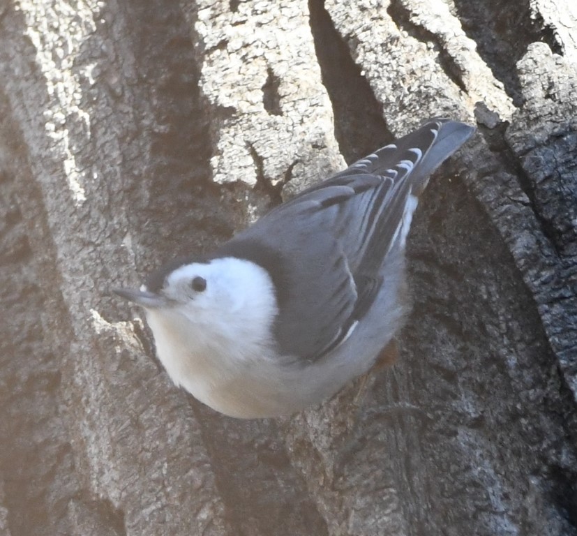 DSC_0603b.jpg