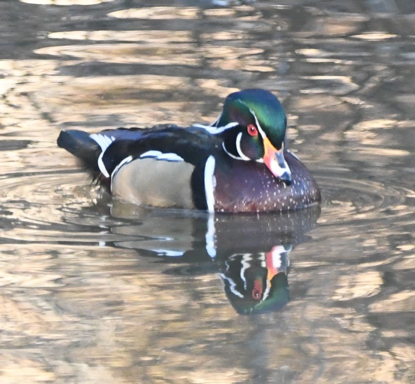 DSC_0644b.jpg