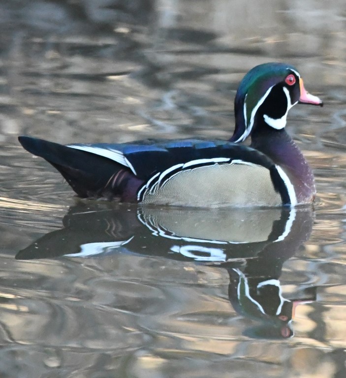 DSC_0657b.jpg