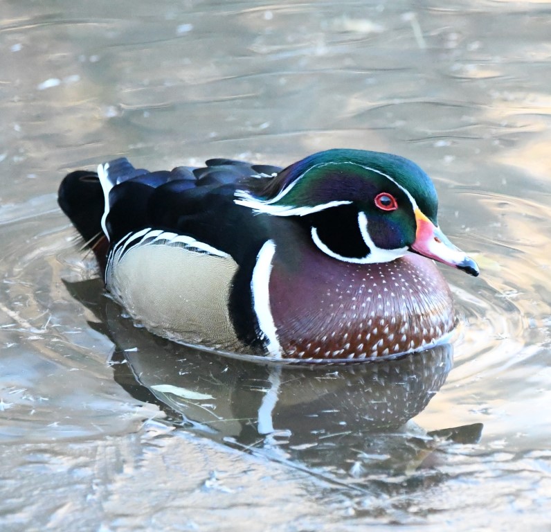 DSC_0674b.jpg
