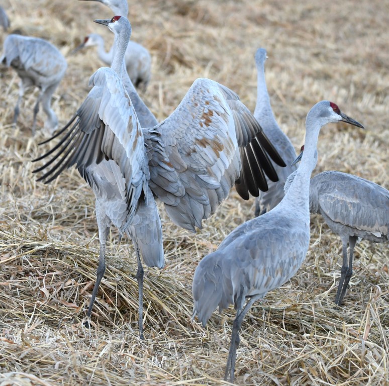 DSC_0841b.jpg