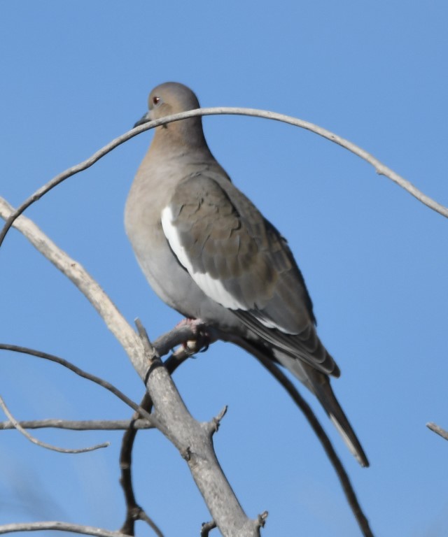 DSC_1029b.jpg