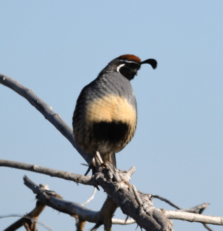 DSC_1066b.jpg