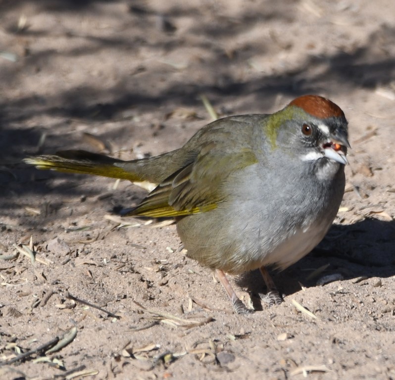 DSC_1095b.jpg