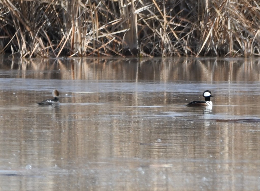 DSC_1130b.jpg