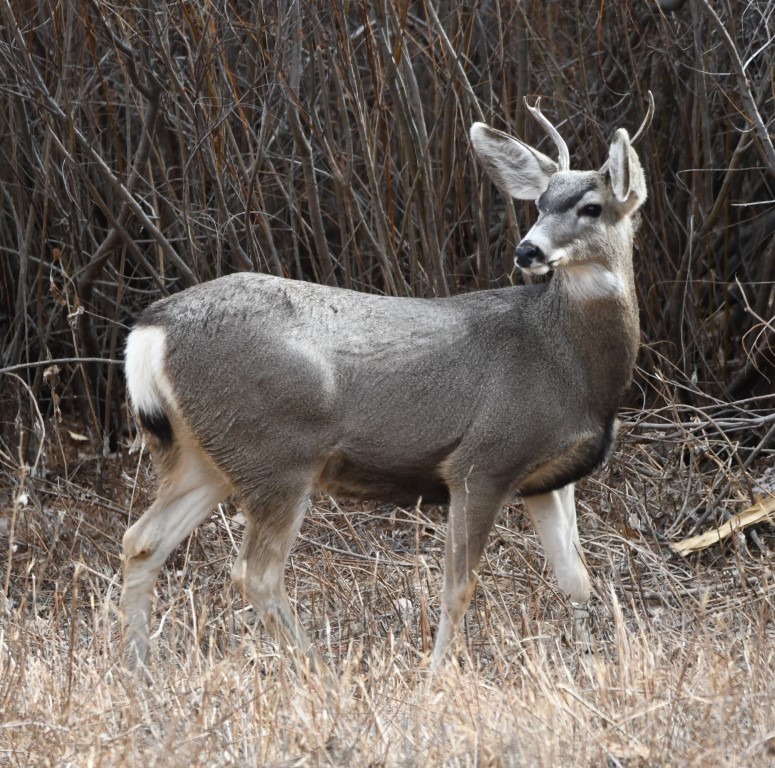 DSC_1159b.jpg