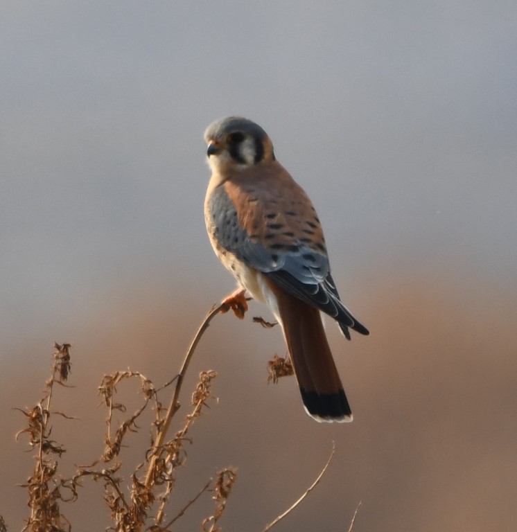 DSC_1200b.jpg