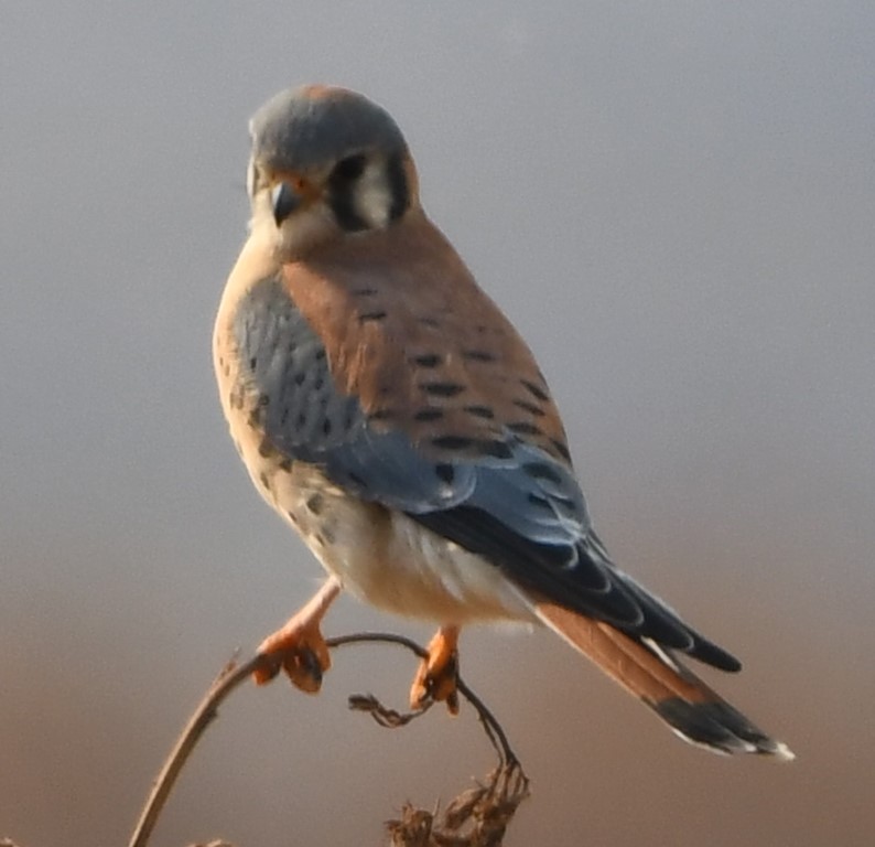 DSC_1203b.jpg