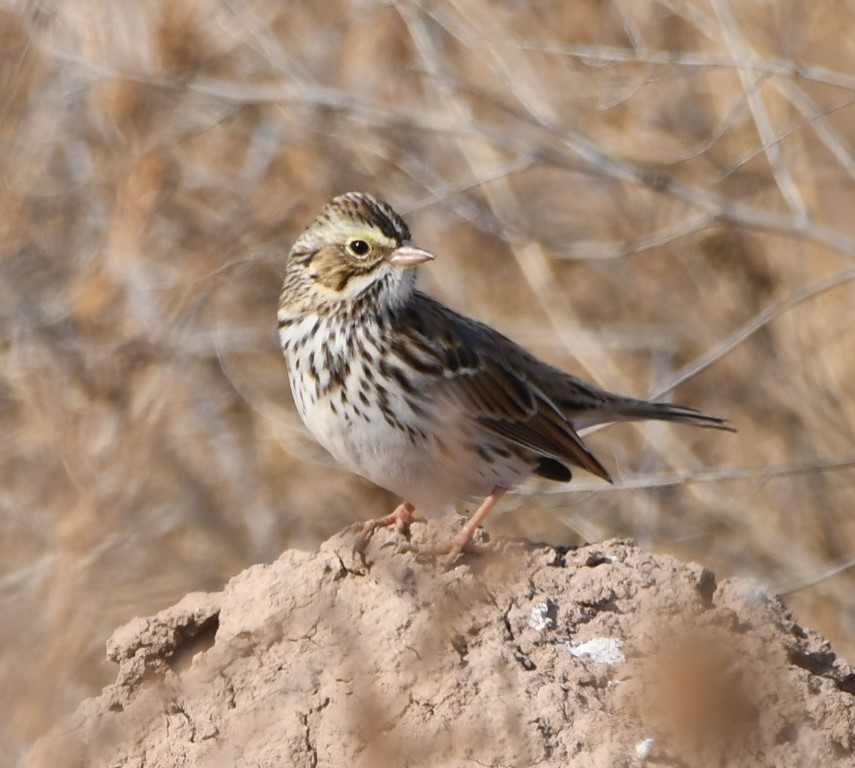 DSC_1374b.jpg