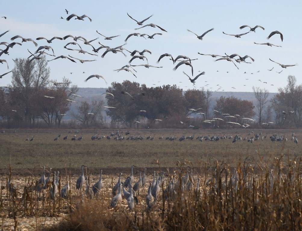 DSC_1558b.jpg