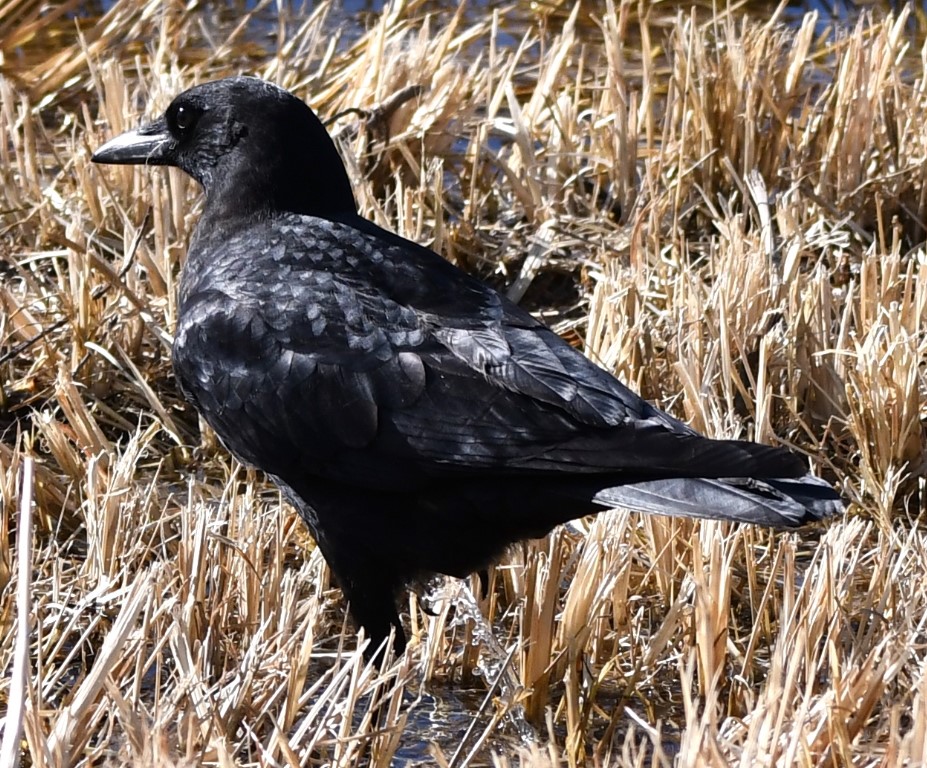DSC_1640b.jpg