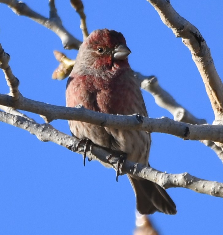 DSC_1823b.jpg