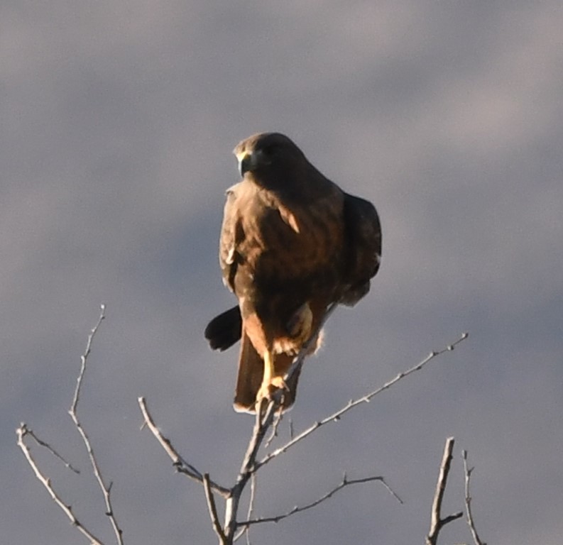 DSC_1883b.jpg