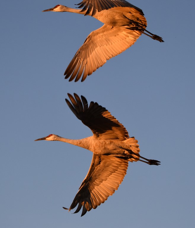 DSC_2441b.jpg