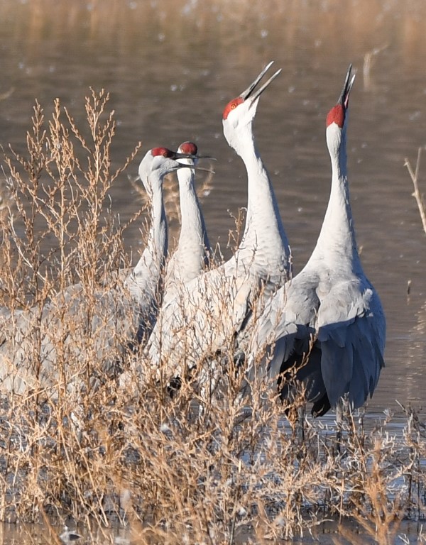 DSC_2817b.jpg