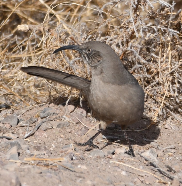 DSC_3004b.jpg