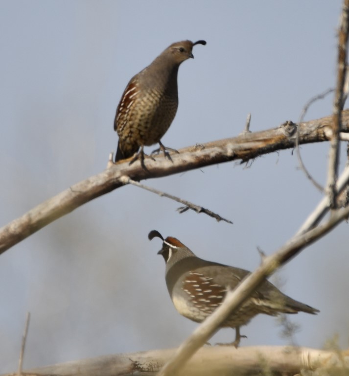 DSC_3048b.jpg