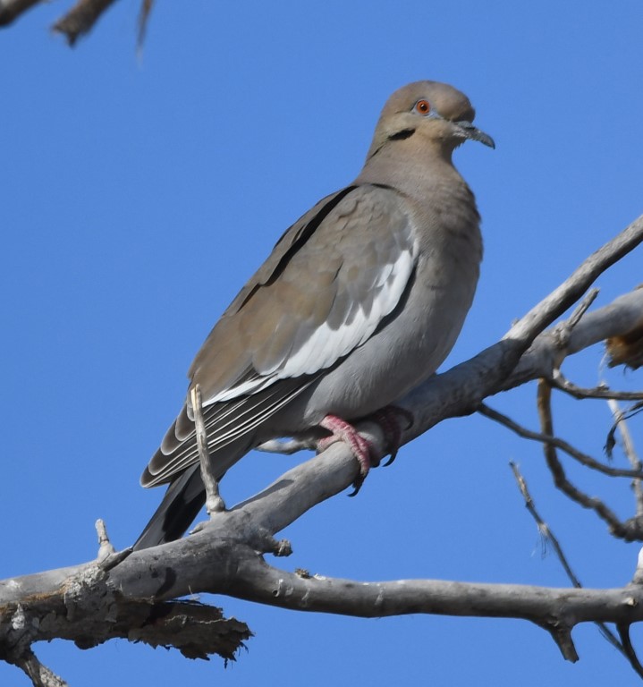 DSC_3084b.jpg