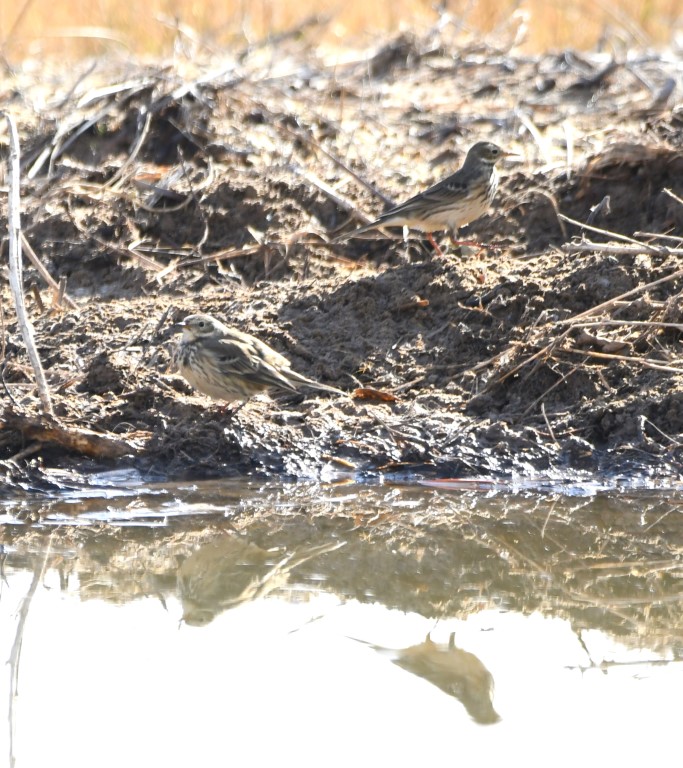 DSC_3264b.jpg