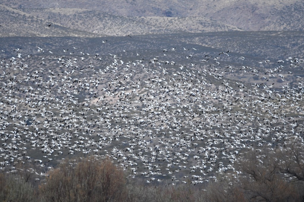 DSC_3306b.jpg