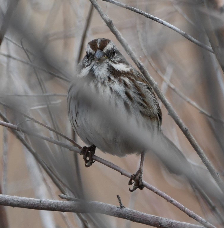 DSC_3412b.jpg