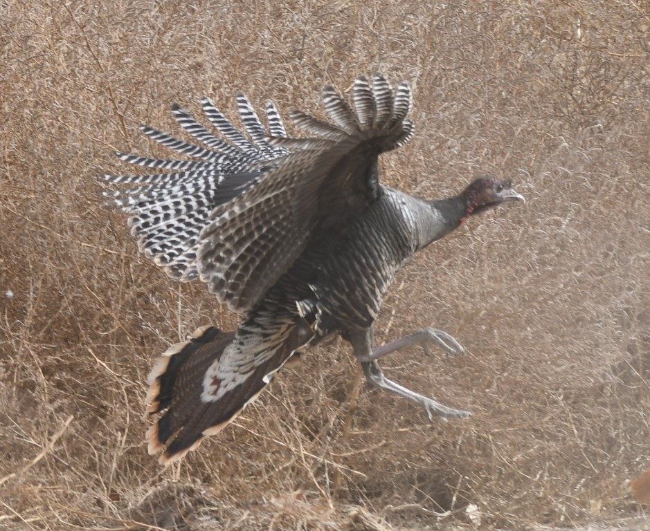 DSC_3521b.jpg