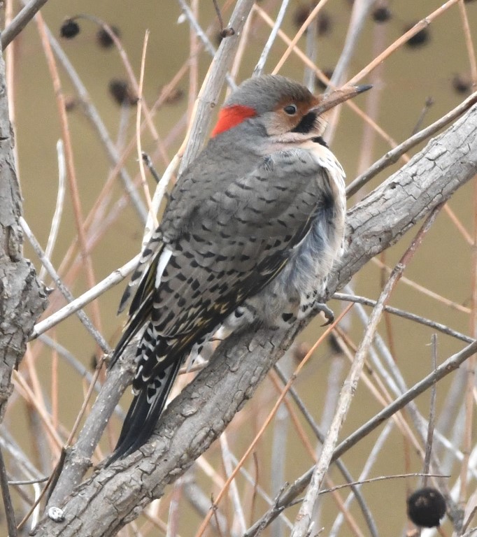 DSC_1208b.jpg