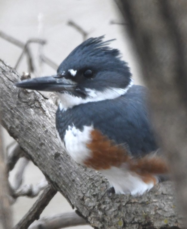 DSC_1240b.jpg