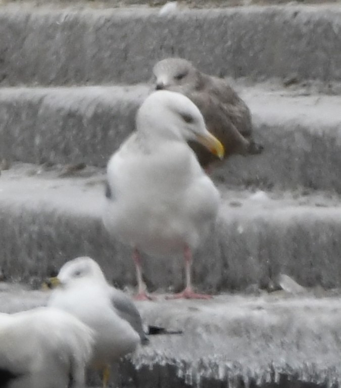 DSC_1306b.jpg